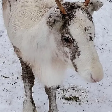 Lumikieppi Appartamento *