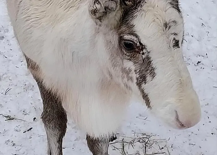 Lumikieppi Apartament *